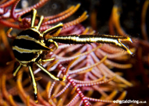 Landscape image of a Crinoid Squat lobster by David Henshaw 